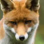 Die Geheimnisse der Fuchs Spirituellen Bedeutung enthüllt!