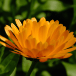 Verborgene Botschaften: Die Spirituelle Bedeutung von Blumen
