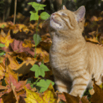 Die mystische Weisheit der Katzen: Spirituelle Bedeutung enthüllt